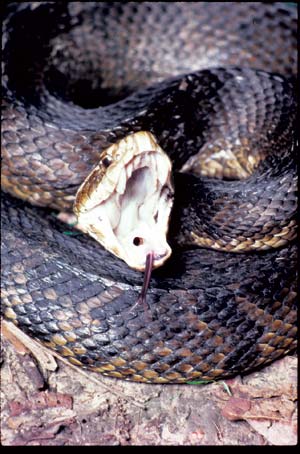 
Cottonmouths vary in color from solid brown, black or olive, to patterns of these colors. They inhabit the South and lower Midwest.
